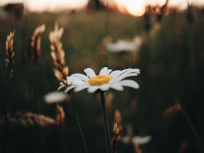 选择聚焦摄影的白色雏菊花
